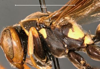 Media type: image;   Entomology 33143 Aspect: thorax lateral